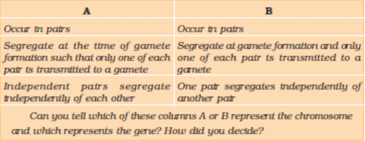 A Comparison between the Behaviour of Chromosomes and Genes