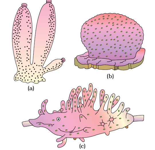 NCERT Notes: Animal Kingdom | NCERT Textbooks, Tests & Solutions - NEET