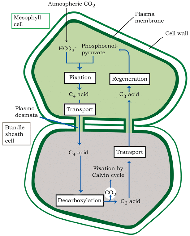 Mnemonics: Photosynthesis in Higher Plants | Biology Class 11 - NEET
