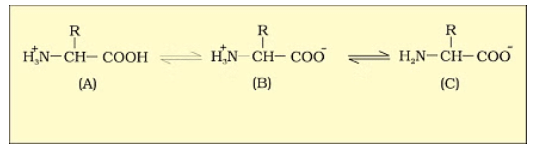 Important Diagrams: Biomolecules | Biology Class 11 - NEET