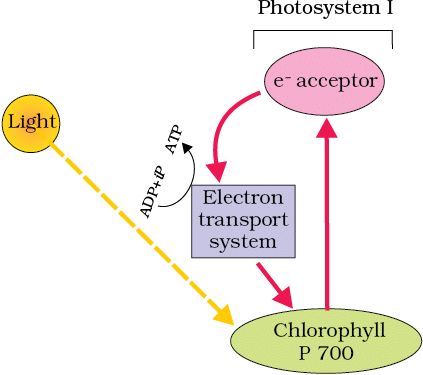 Mnemonics: Photosynthesis in Higher Plants | Biology Class 11 - NEET