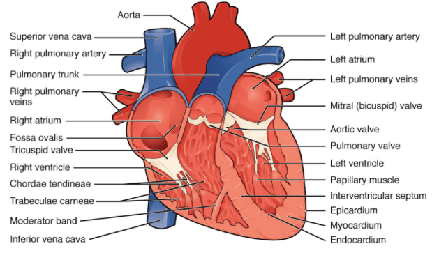 Section of Human Heart
