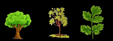 Unit Test (Solutions): Diversity in the Living World - 2 | Science for Class 6