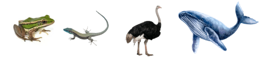 NCERT Notes: Animal Kingdom | NCERT Textbooks, Tests & Solutions - NEET