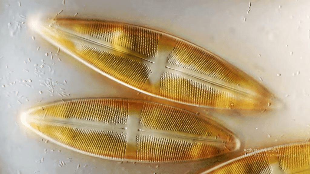 Kingdom Protista: Chrysophytes and Dinoflagellates | Biology Class 11 - NEET