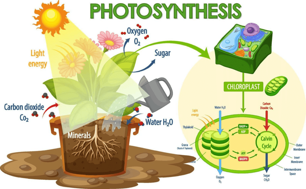 Photosynthesis: Early Experiments & Factors affecting | Biology Class 11 - NEET