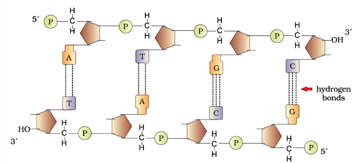 The DNA & Packaging of DNA Helix | Biology Class 12 - NEET