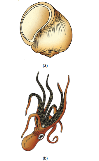 NCERT Notes: Animal Kingdom | NCERT Textbooks, Tests & Solutions - NEET