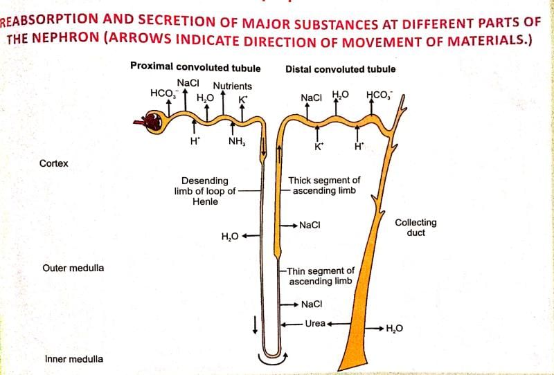Human Excretory System | Additional Study Material for NEET