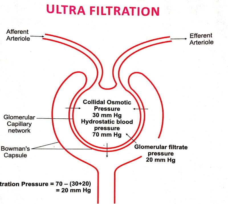 Human Excretory System | Additional Study Material for NEET