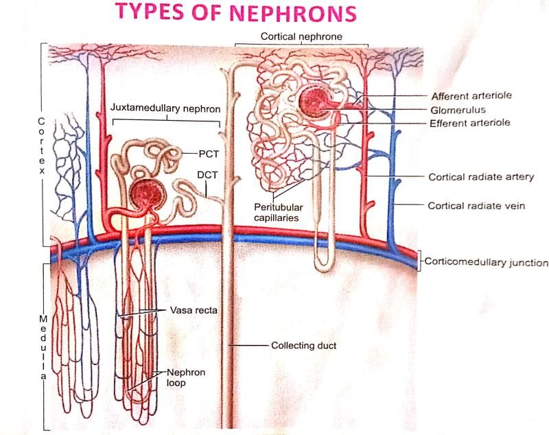 Human Excretory System | Additional Study Material for NEET