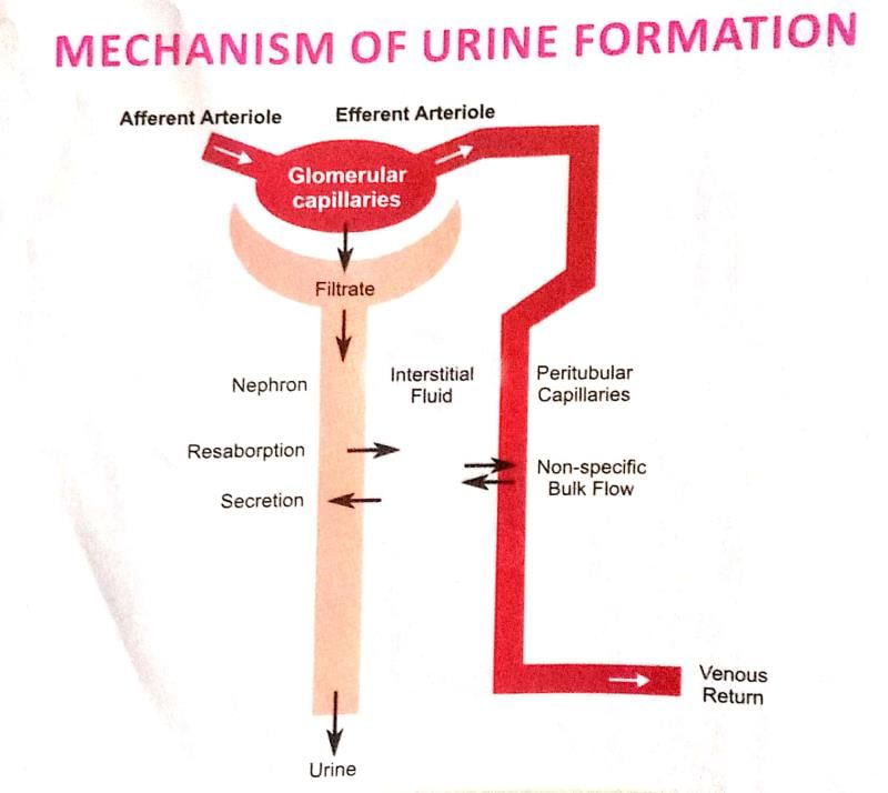 Human Excretory System | Additional Study Material for NEET