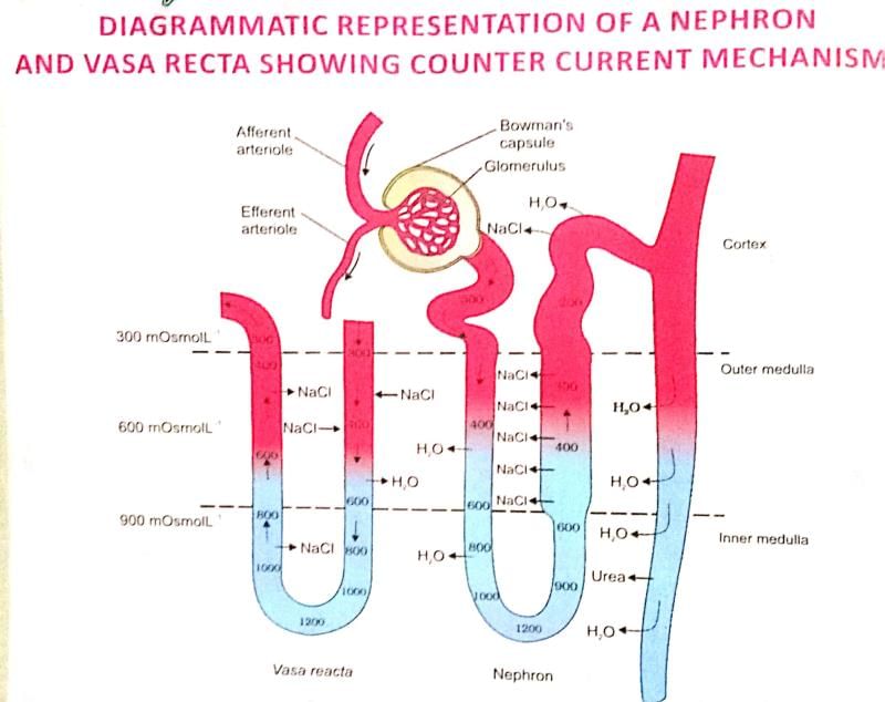 Human Excretory System | Additional Study Material for NEET