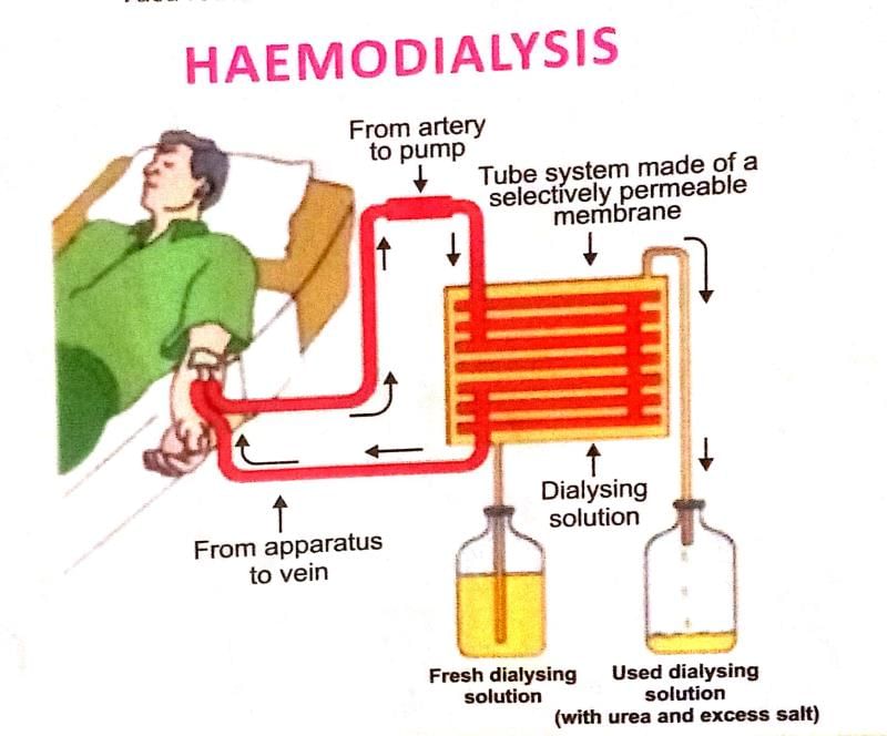 Human Excretory System | Additional Study Material for NEET