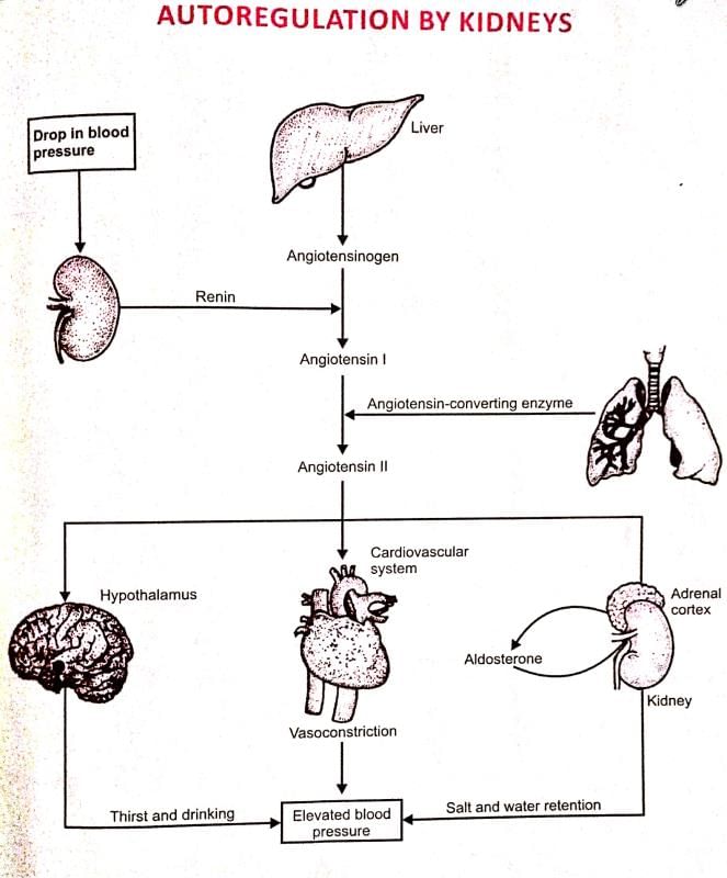 Human Excretory System | Additional Study Material for NEET