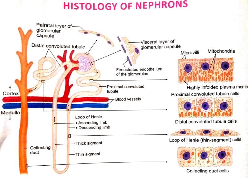 Human Excretory System | Additional Study Material for NEET