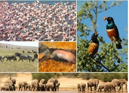 Animal Group Survival Chapter Notes | Science for Grade 3