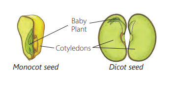 How does a Plant Grow from the Seed? | Science Class 5