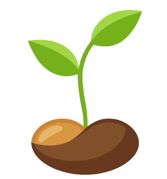 How does a Plant Grow from the Seed? | Science Class 5