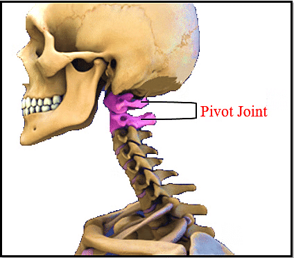 The Skeletal System | Science Class 5