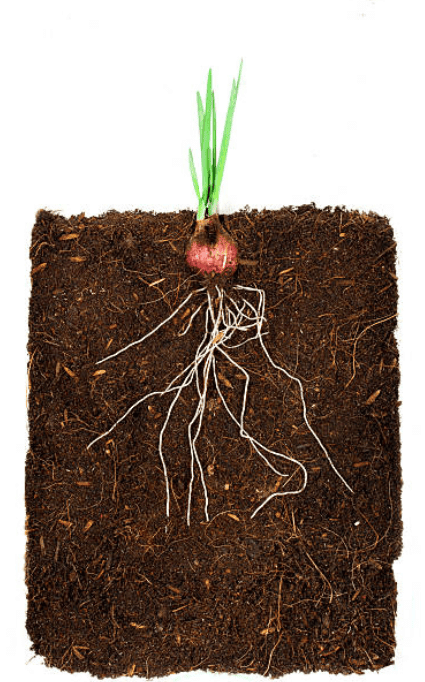 Plant Life Chapter Notes | Science Class 5