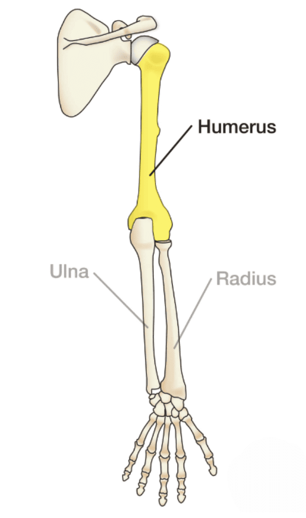 The Skeletal System | Science Class 5