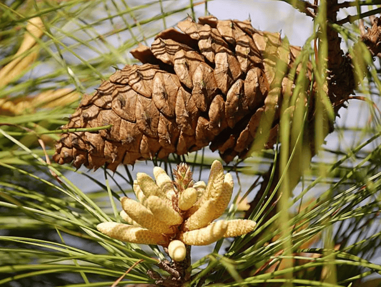 Plant Life Chapter Notes | Science Class 5