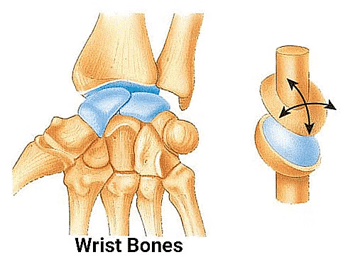 The Skeletal System | Science Class 5