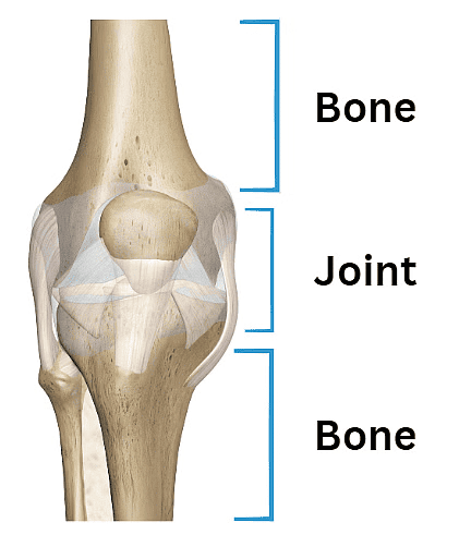 The Skeletal System | Science Class 5