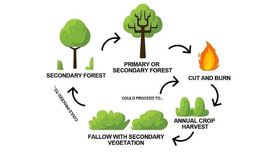 Class 9 History Chapter 4 Question Answers - Forest Society and Colonialism