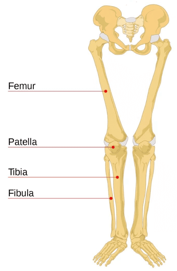 The Skeletal System | Science Class 5