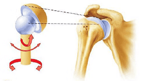 The Skeletal System | Science Class 5