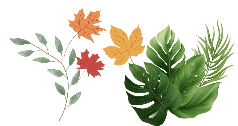 Learning About Leaves