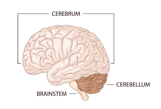 Class 5 Science - Nervous System - CBSE Worksheets Solutions - 1