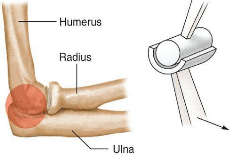 The Skeletal System | Science Class 5