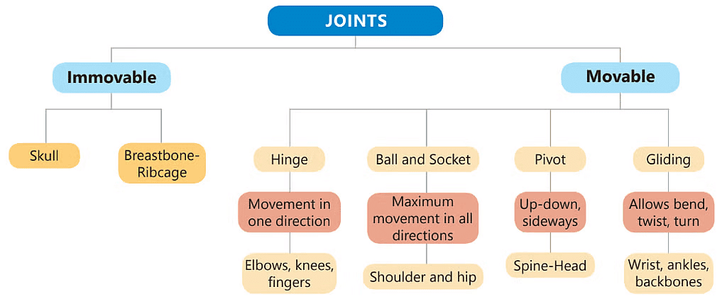 The Skeletal System | Science Class 5