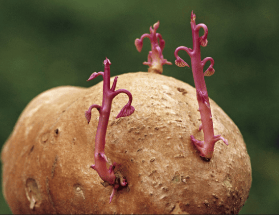 Plant Life Chapter Notes | Science Class 5