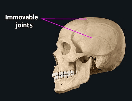 The Skeletal System | Science Class 5