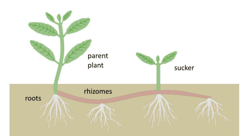 Plant Life Chapter Notes | Science Class 5