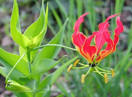 Plant Life Chapter Notes | Science Class 5
