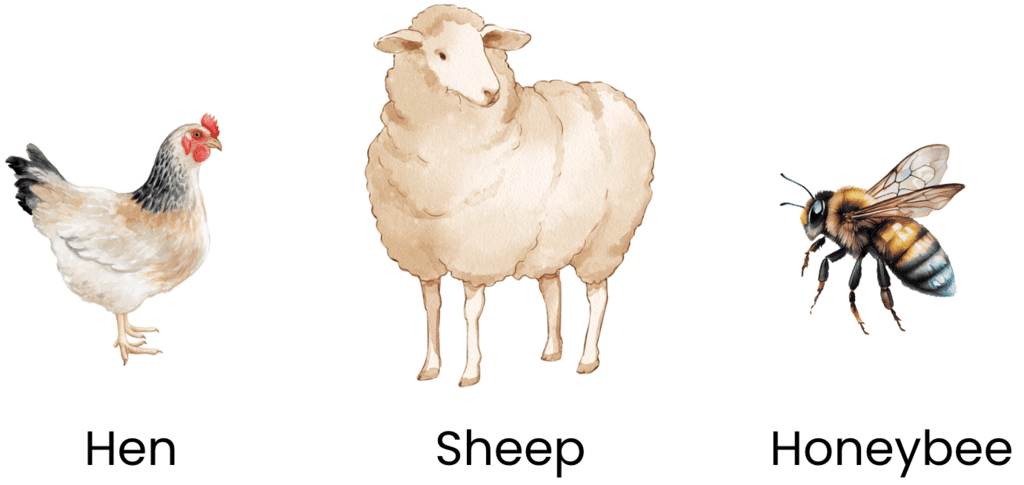 Animals Around Us Class 1 Notes EVS