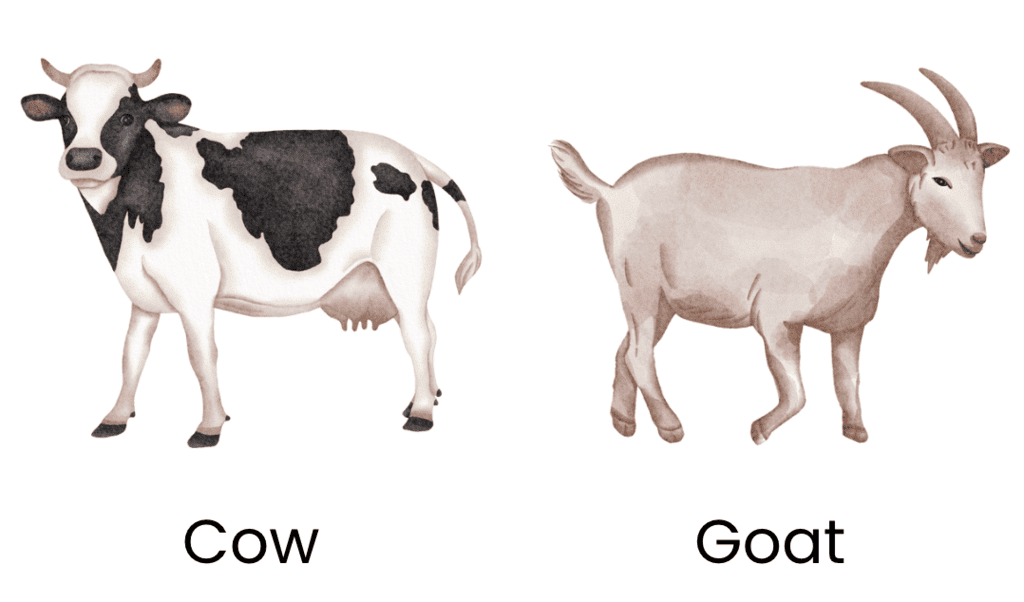 Animals Around Us Class 1 Notes EVS