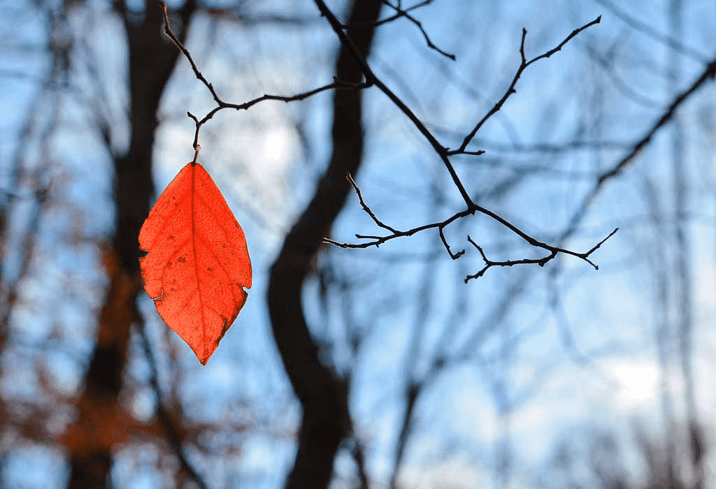 Class 9 Moments Supplementary Reader Chapter 7 Question Answers - The Last Leaf