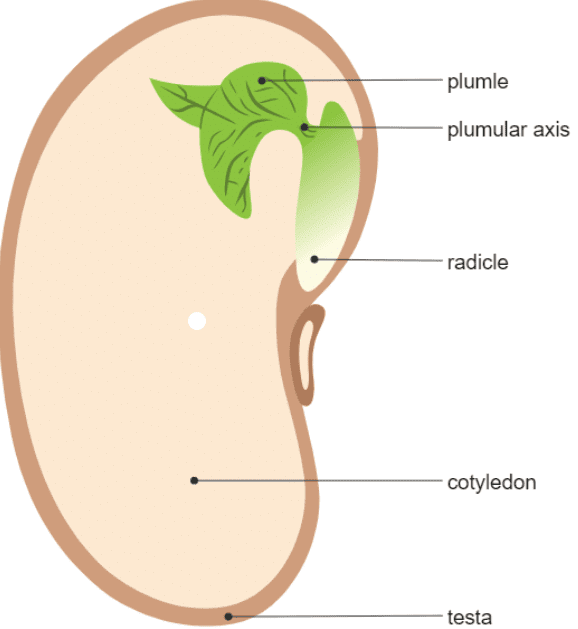 How does a Plant Grow from the Seed? | Science Class 5