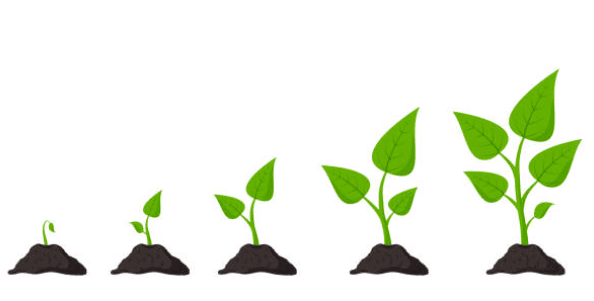 Plant Life Chapter Notes | Science Class 5