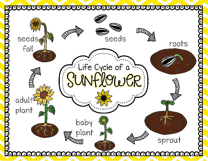How does a Plant Grow from the Seed? | Science Class 5