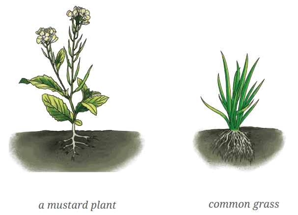 Diagram Based Questions: Diversity in the Living World | Science for Class 6