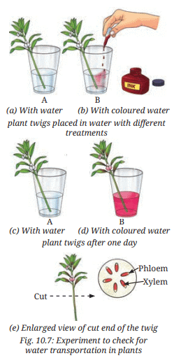 Class 7 Science Chapter 10 NCERT Based Activity - Life Processes in Plant