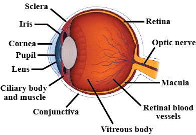 Structure of Human Eye