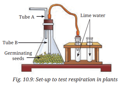 Class 7 Science Chapter 10 NCERT Based Activity - Life Processes in Plant